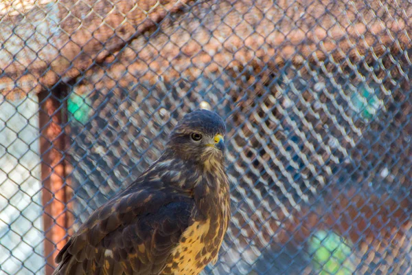 Falcon nebo jestřáb, zblízka — Stock fotografie