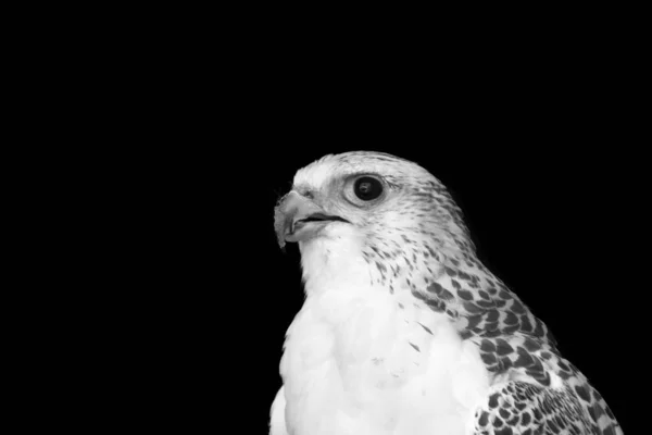 Falcão Ártico, foto em preto e branco — Fotografia de Stock