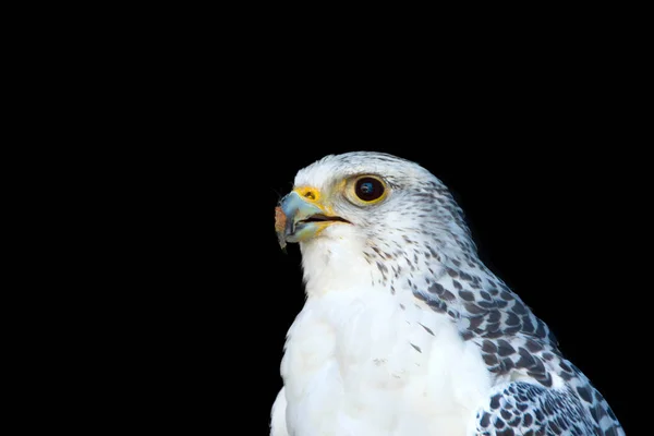 Arctic falcon, auf schwarzem Hintergrund — Stockfoto
