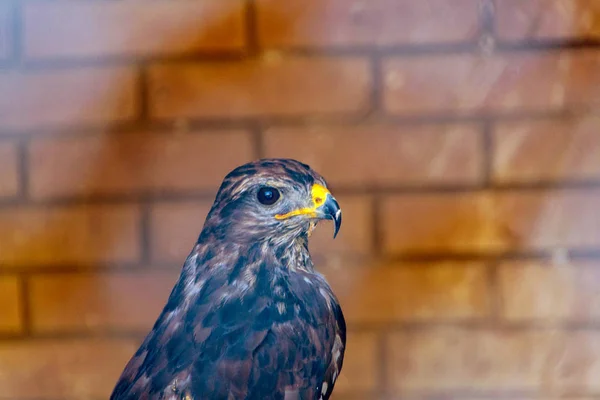 Falcon nebo jestřáb, zblízka — Stock fotografie