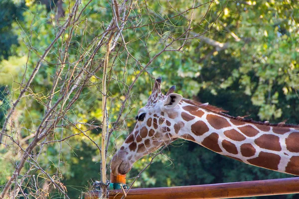 Żyrafa, zbliżenie zdjęcie głowy żyrafa — Zdjęcie stockowe