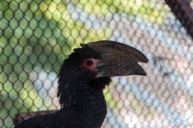 Trompetçi hornbill, yakın çekim
