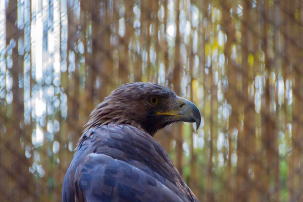 White-tailed eagle