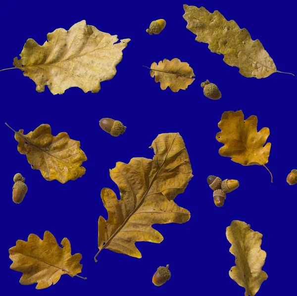 Colorfull leaves pattern — Stock Photo, Image