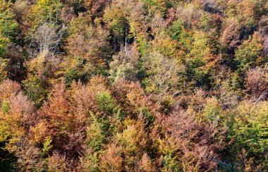 orman sonbahar renkle