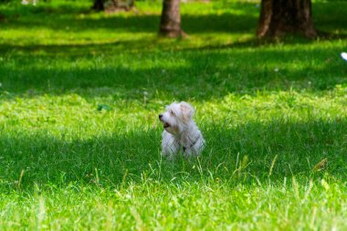Uzun saçlı, koşan ve çayırda oynayan beyaz bir köpek. Genç Coton de Tulear Breed - görüntü