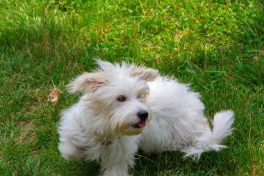 Uzun saçlı, koşan ve çayırda oynayan beyaz bir köpek. Genç Coton de Tulear Breed - görüntü
