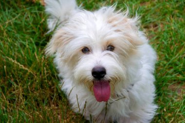 Uzun saçlı, koşan ve çayırda oynayan beyaz bir köpek. Genç Coton de Tulear Breed - görüntü