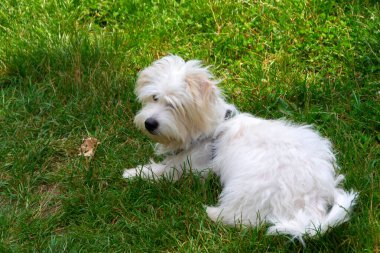 Uzun saçlı, koşan ve çayırda oynayan beyaz bir köpek. Genç Coton de Tulear Breed - görüntü