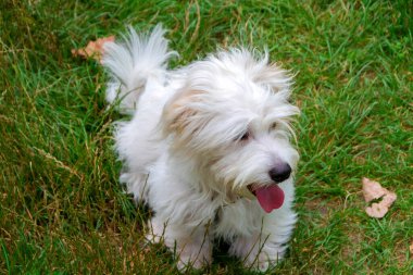 Uzun saçlı, koşan ve çayırda oynayan beyaz bir köpek. Genç Coton de Tulear Breed - görüntü