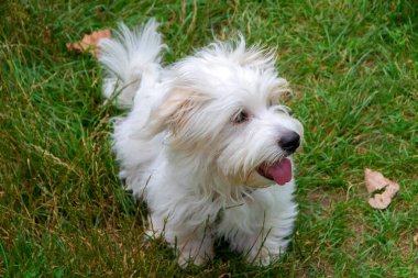 Uzun saçlı, koşan ve çayırda oynayan beyaz bir köpek. Genç Coton de Tulear Breed - görüntü