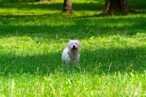 Vit Hund Med Långt Hår Springer Och Leker Äng Unga — Stockfoto