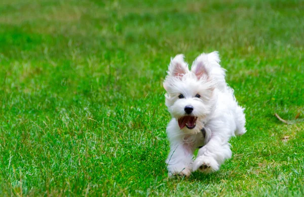 Witte Hond Met Lang Haar Rennend Spelend Een Weiland Jonge — Stockfoto