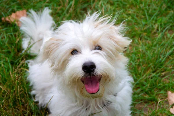 Uzun saçlı, koşan ve çayırda oynayan beyaz bir köpek. Genç Coton de Tulear Breed - görüntü