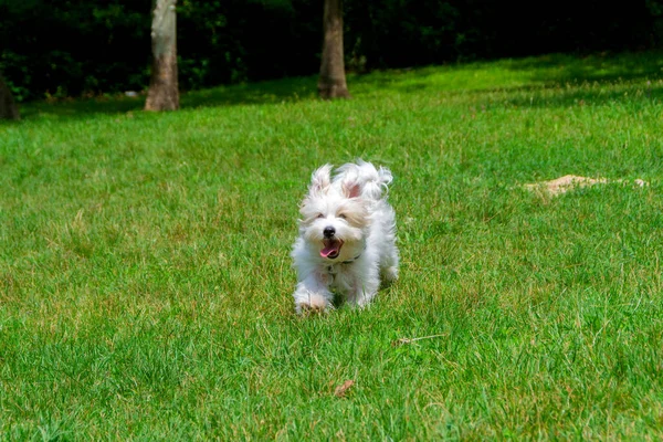 Biały Pies Długimi Włosami Biegający Bawiący Się Łące Młoda Rasa — Zdjęcie stockowe