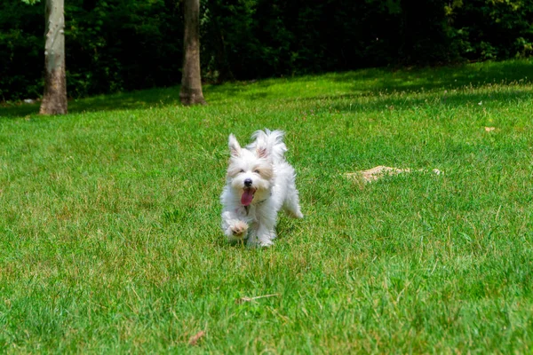 Bílý Pes Dlouhými Vlasy Běhá Hraje Louce Mladý Coton Tulear — Stock fotografie