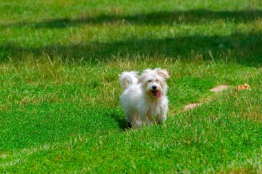 Uzun saçlı, koşan ve çayırda oynayan beyaz bir köpek. Genç Coton de Tulear Breed - görüntü