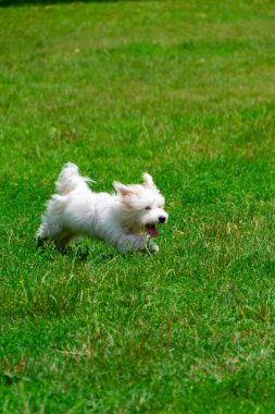Uzun saçlı, koşan ve çayırda oynayan beyaz bir köpek. Genç Coton de Tulear Breed - görüntü
