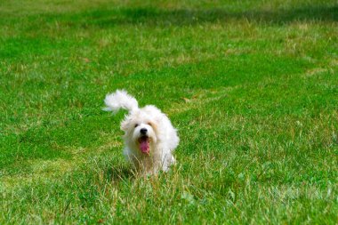 Uzun saçlı, koşan ve çayırda oynayan beyaz bir köpek. Genç Coton de Tulear Breed - görüntü