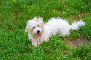 Uzun saçlı, koşan ve çayırda oynayan beyaz bir köpek. Genç Coton de Tulear Breed - görüntü