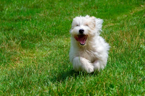 White Dog Long Hair Running Playing Meadow Young Coton Tulear — Stock Photo, Image