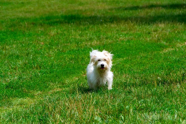 Bílý Pes Dlouhými Vlasy Běhá Hraje Louce Mladý Coton Tulear — Stock fotografie