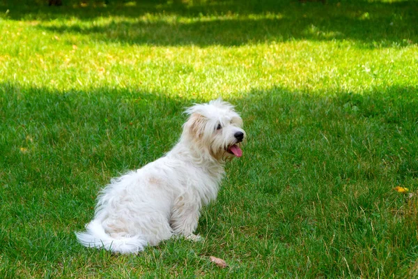 Bílý Pes Dlouhými Vlasy Běhá Hraje Louce Mladý Coton Tulear — Stock fotografie