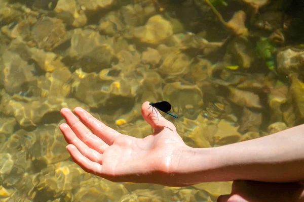 Голубая Стрекоза Детской Руке Возле Реки Изображение — стоковое фото