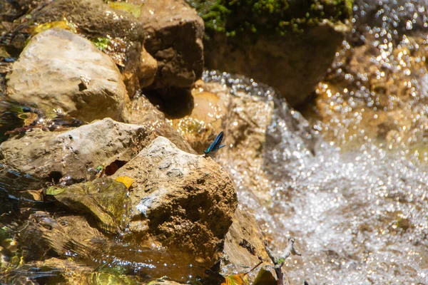 川の近くの石の上の青いトンボ — ストック写真