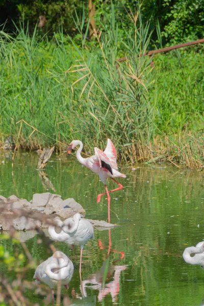 Uno Stormo Fenicotteri Sul Lago Nel Nord Della Serbia Immagine — Foto Stock