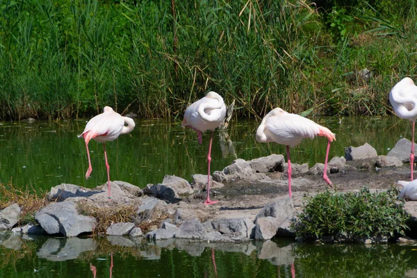 Стая Фламинго Озере Севере Сербии Изображение — стоковое фото