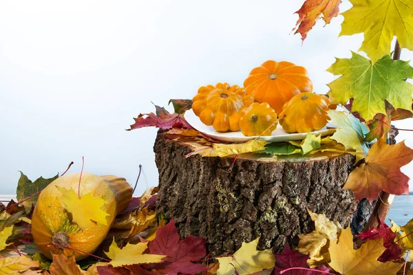 renkli sonbahar akçaağaç yaprakları sebze iliği ve squash beyaz arka plan üzerinde izole güdük üzerinde