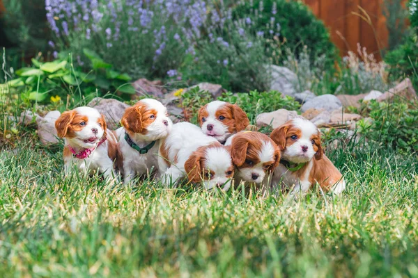 Çim şövalye kukla