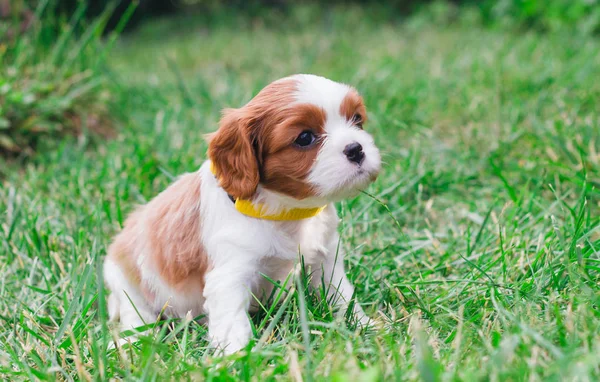 Puppy Het Gras — Stockfoto