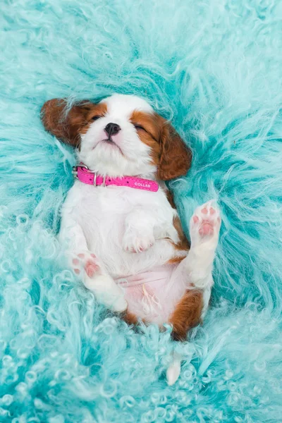 mavili uyku köpek yavrusu