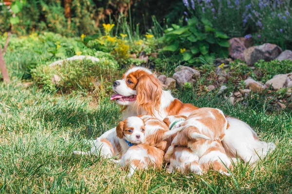 Anne çim ile köpek yavrusu