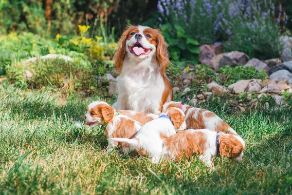 Anne çim ile köpek yavrusu
