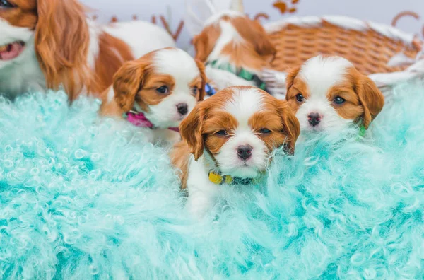 mavili uyku köpek yavrusu