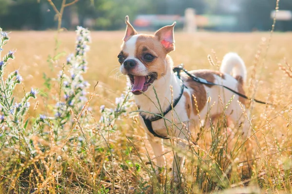 Sevimli chihuahua hua güneşli bir günde bir alanda yaz yürüyor