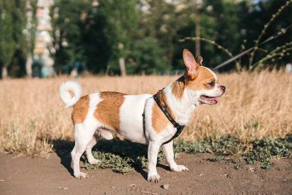 Sevimli chihuahua hua güneşli bir günde bir alanda yaz yürüyor