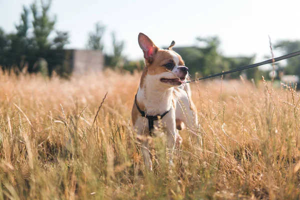 Sevimli chihuahua hua güneşli bir günde bir alanda yaz yürüyor