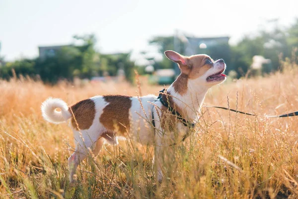 Sevimli chihuahua hua güneşli bir günde bir alanda yaz yürüyor