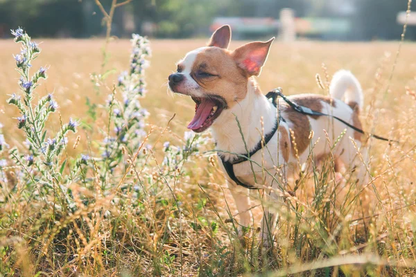 Sevimli chihuahua hua güneşli bir günde bir alanda yaz yürüyor
