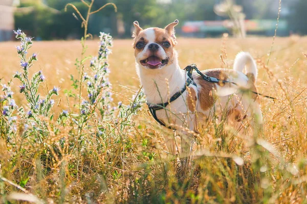 Cute Chihuahua Hua Walks Summer Field Sunny Day — Stock Photo, Image