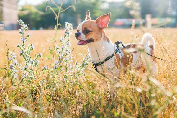 Sevimli chihuahua hua güneşli bir günde bir alanda yaz yürüyor