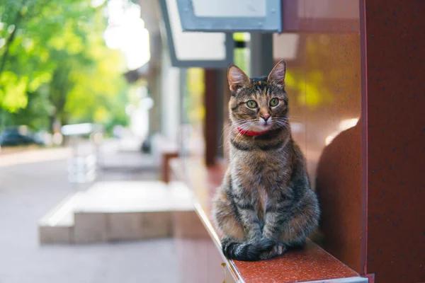 Evsiz kedi oturma ve yiyecek bekliyor