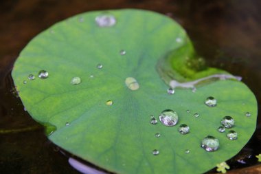 Su birikintisi su yüzeyinde yüzen bir yaprak üzerinde damla ile manzara mı