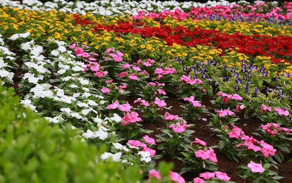 庭の花壇のカラフルな花のシーン — ストック写真