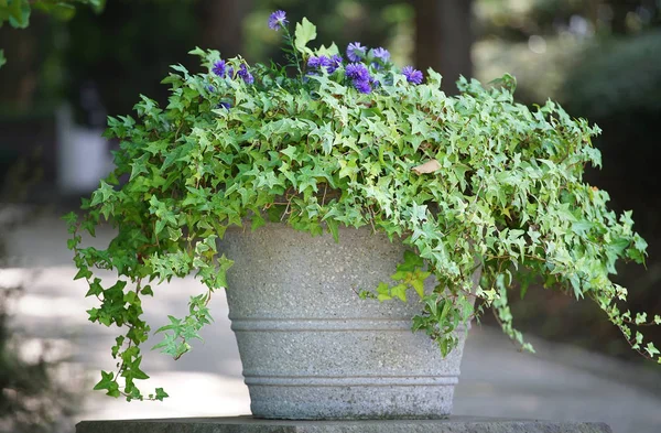 Scène Une Feuille Une Plante Décorée Dans Pot Dans Parc — Photo