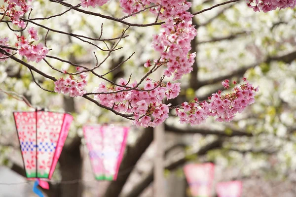春の晴れた日の日本公園内の桜や提灯の風景 — ストック写真